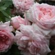 Kép 2/3 - Rosa 'Eglantyne' - rózsaszín - angol rózsa