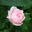 Rosa 'Eglantyne' - rózsaszín - angol rózsa