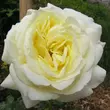 Kép 1/3 - Rosa 'Elfe®' - sárga - climber, futó rózsa