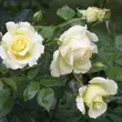 Kép 2/3 - Rosa 'Elfe®' - sárga - climber, futó rózsa