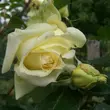 Kép 3/3 - Rosa 'Elfe®' - sárga - climber, futó rózsa