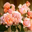 Kép 2/3 - Rosa 'Ellen' - narancssárga - angol rózsa