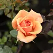 Kép 3/3 - Rosa 'Ellen' - narancssárga - angol rózsa