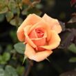 Rosa 'Ellen' - narancssárga - angol rózsa