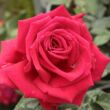 Kép 1/3 - Rosa 'Ena Harkness™' - vörös - teahibrid rózsa