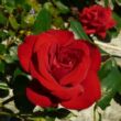 Rosa 'Ena Harkness™' - vörös - teahibrid rózsa