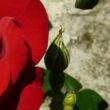Rosa 'Ena Harkness™' - vörös - teahibrid rózsa
