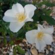 Kép 2/3 - Rosa 'Escimo®' - fehér - talajtakaró rózsa