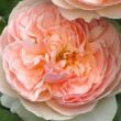 Kép 1/3 - Rosa 'Evelyn' - rózsaszín - angol rózsa