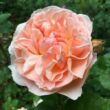 Kép 2/3 - Rosa 'Evelyn' - rózsaszín - angol rózsa