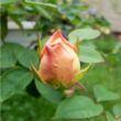 Kép 3/3 - Rosa 'Evelyn' - rózsaszín - angol rózsa