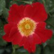 Kép 1/3 - Rosa 'Eye Paint™' - vörös - fehér - virágágyi floribunda rózsa