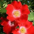 Kép 2/3 - Rosa 'Eye Paint™' - vörös - fehér - virágágyi floribunda rózsa