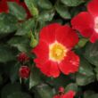 Rosa 'Eye Paint™' - vörös - fehér - virágágyi floribunda rózsa