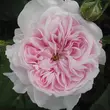 Kép 1/3 - Rosa 'Fantin-Latour' - rózsaszín - történelmi - centifolia rózsa
