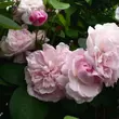 Kép 2/3 - Rosa 'Fantin-Latour' - rózsaszín - történelmi - centifolia rózsa