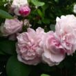Rosa 'Fantin-Latour' - rózsaszín - történelmi - centifolia rózsa