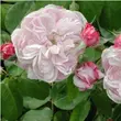 Kép 3/3 - Rosa 'Fantin-Latour' - rózsaszín - történelmi - centifolia rózsa