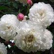 Kép 1/3 - Rosa 'Félicité et Perpétue' - fehér - történelmi - rambler, futó - kúszó rózsa