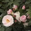 Kép 2/3 - Rosa 'Félicité et Perpétue' - fehér - történelmi - rambler, futó - kúszó rózsa