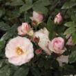 Rosa 'Félicité et Perpétue' - fehér - történelmi - rambler, futó - kúszó rózsa