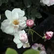 Kép 3/3 - Rosa 'Félicité et Perpétue' - fehér - történelmi - rambler, futó - kúszó rózsa