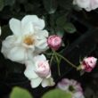 Rosa 'Félicité et Perpétue' - fehér - történelmi - rambler, futó - kúszó rózsa
