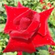 Kép 1/3 - Rosa 'Fountain' - vörös - teahibrid rózsa