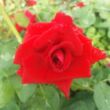 Rosa 'Fountain' - vörös - teahibrid rózsa