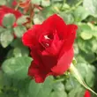 Kép 3/3 - Rosa 'Fountain' - vörös - teahibrid rózsa