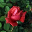 Rosa 'Fragrant Cloud' - narancssárga - virágágyi grandiflora - floribunda rózsa