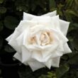 Kép 1/3 - Rosa 'Frau Karl Druschki' - fehér - történelmi - perpetual hibrid rózsa