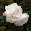 Rosa 'Frau Karl Druschki' - fehér - történelmi - perpetual hibrid rózsa