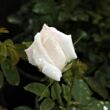 Kép 3/3 - Rosa 'Frau Karl Druschki' - fehér - történelmi - perpetual hibrid rózsa