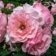 Rosa 'Pink Elizabeth Arden' - rózsaszín - virágágyi floribunda rózsa