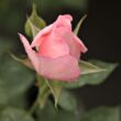 Kép 3/3 - Rosa 'Pink Elizabeth Arden' - rózsaszín - virágágyi floribunda rózsa