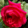 Rosa 'General MacArthur™' - rózsaszín - teahibrid rózsa