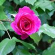 Kép 3/3 - Rosa 'General MacArthur™' - rózsaszín - teahibrid rózsa
