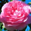 Kép 1/3 - Rosa 'Ausbord' - rózsaszín - angol rózsa