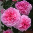 Kép 2/3 - Rosa 'Ausbord' - rózsaszín - angol rózsa