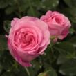Kép 3/3 - Rosa 'Ausbord' - rózsaszín - angol rózsa