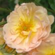 Kép 1/3 - Rosa 'Ghislaine de Féligonde' - sárga - történelmi - rambler, futó - kúszó rózsa