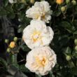 Kép 2/3 - Rosa 'Ghislaine de Féligonde' - sárga - történelmi - rambler, futó - kúszó rózsa