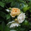 Rosa 'Ghislaine de Féligonde' - sárga - történelmi - rambler, futó - kúszó rózsa