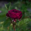 Rosa 'Gipsy Boy' - lila - történelmi - bourbon rózsa