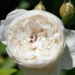 Kép 1/3 - Rosa 'Auslevel' - fehér - angol rózsa
