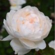 Rosa 'Auslevel' - fehér - angol rózsa