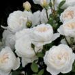 Rosa 'Auslevel' - fehér - angol rózsa