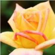 Kép 1/3 - Rosa 'Gold Crown®' - sárga - teahibrid rózsa