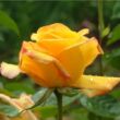 Rosa 'Gold Crown®' - sárga - teahibrid rózsa